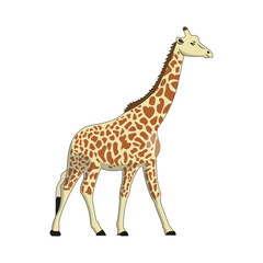 Obraz premium a giraffe isolated on white