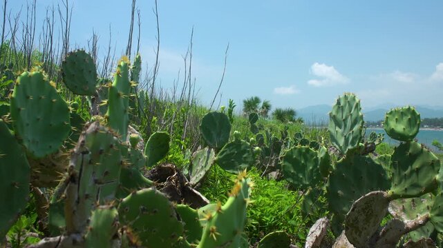 Nopales silvestres 
