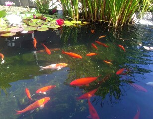 Koi pond with vibrant fish