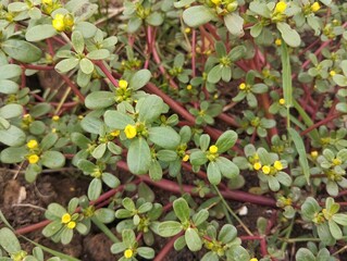 Common purslane plant (Portulaca oleracea) in outdoor garden, Top view 