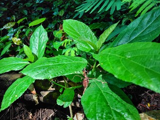 Fresh green tropical leaves covered with morning dew in rainforest floor. Natural texture of wild foliage ideal for eco, botany, and nature-themed backgrounds.