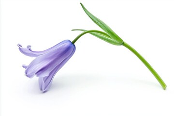 Delicate Bluebell Flower with Green Stem and Leaf Against White