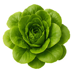Fototapeta premium A vibrant green lettuce head resembles a rose a fresh and healthy vegetable