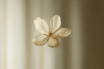 Fototapeta premium Delicate Creamy Flower Floating Against a Soft, Neutral Backgrou