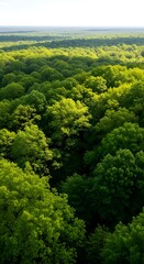 Obraz premium Panoramic Sunlit Forest Canopy with Layers of Lush Green Trees