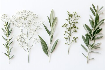 Obraz premium Delicate Greenery Arrangement: Various Leaves and Blossoms on Wh