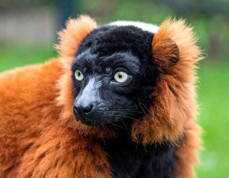 Close-up of a red lemur