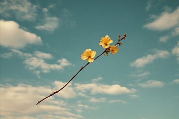 Delicate Yellow Flowers on a Branch Against a Cloudy Sky