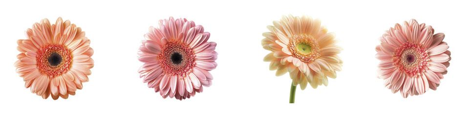Gerbera daisies in varying shades of pink peach color
