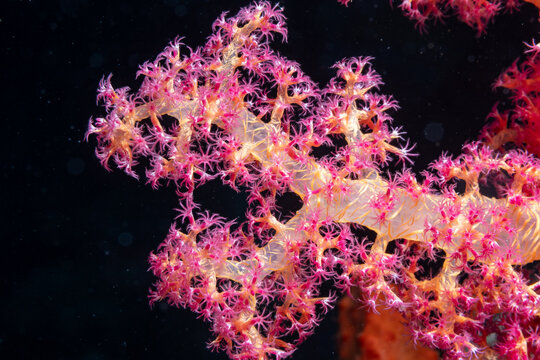 
Close-up of pink and orange soft coral against black background