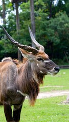 Close-up of an antelope in a grassy area