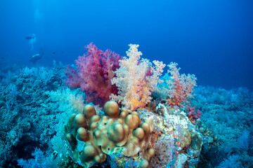 
Underwater coral reef with colorful soft corals and fish.