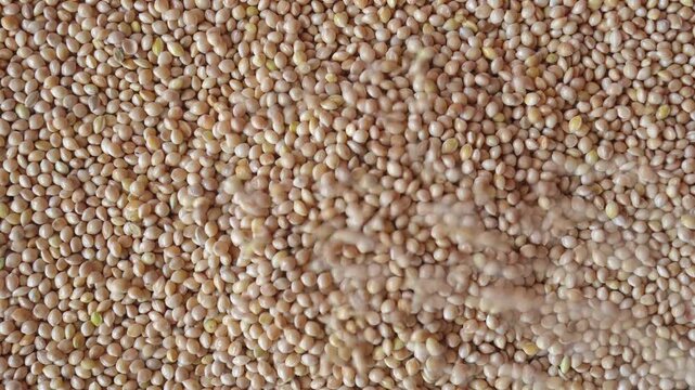 White millet seeds pouring into pile. Dry grains falling