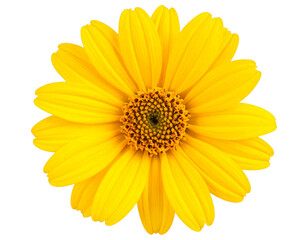 Obraz premium Close-Up of Single Arnica Flower with Detailed Petals, Isolated o