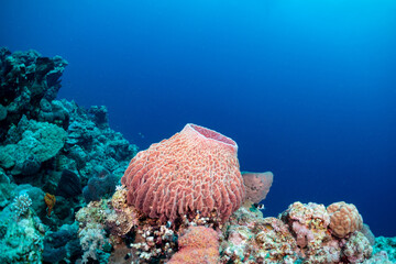  Coral reef with barrel sponge in clear blue water. © Pete Niesen Photo