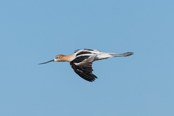 American avocet flying , seen in the wild in a North California marsh 