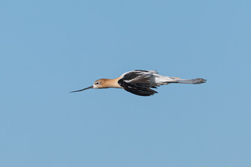 American avocet flying , seen in the wild in a North California marsh 