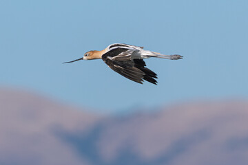 American avocet flying , seen in the wild in a North California marsh 