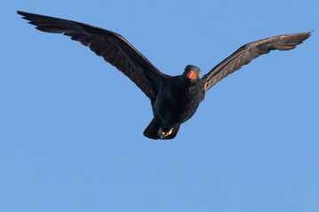 Close-up of a Black Oystercatcher flying, seen in the wild in North California