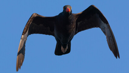 Close-up of a Black Oystercatcher flying, seen in the wild in North California