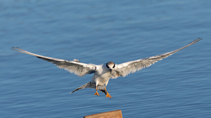 Juvenile Forster's tern landing, seen in a North California marsh
