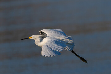 Snowy egret flying in beautiful light, seen in the wild in a North California marsh