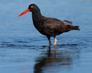 Close-up of a Black Oystercatcher, seen in the wild in North California