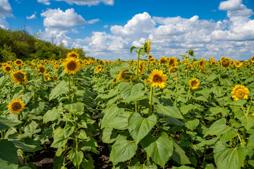 Obraz premium A large beautiful field of sunflowers on a clear day against a background of clouds