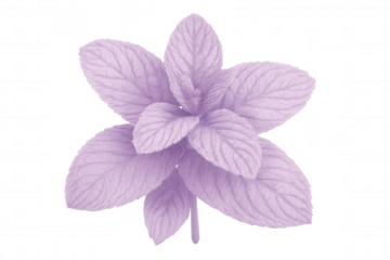 Vibrant purple mint leaves, isolated on a transparent background, offering versatile design possibilities