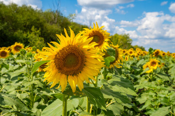 Obraz premium A large beautiful field of sunflowers on a clear day against a background of clouds