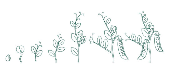 Illustration of the pea plant life cycle, showing development from seed to pod in a linear, outlined style in green.