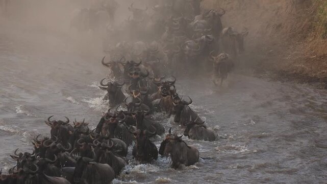 The great migration, wildebeest cross the Mara River in Africa