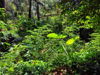 Obraz premium Dense tropical forest vegetation with bright green foliage and sunlight filtering through, capturing the natural beauty and biodiversity of a jungle ecosystem.