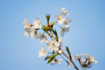 White Cherry Blossoms in Full Bloom Against Clear Blue Sky