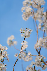 White Cherry Blossoms in Full Bloom Against Clear Blue Sky