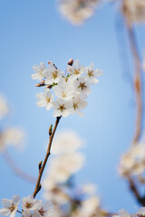 White Cherry Blossoms in Full Bloom Against Clear Blue Sky