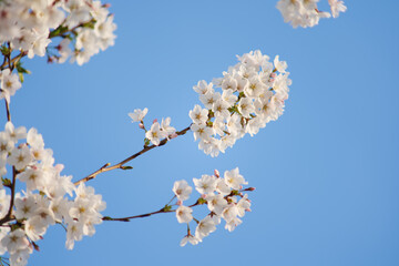 White Cherry Blossoms in Full Bloom Against Clear Blue Sky