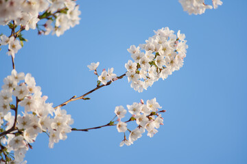 White Cherry Blossoms in Full Bloom Against Clear Blue Sky