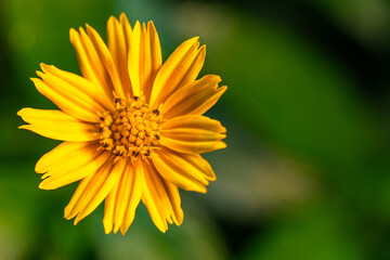 Close-up of vibrant yellow daisy-like flower against blurred green background