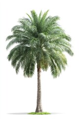 Isolated palm tree against white. Lush green foliage crowns a tall, slender trunk.  Grass at base