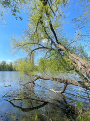 Trees on the banks of the Pekhorka River in Balashikha in April. Moscow region, Russia