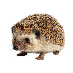 Obraz premium hedgehog isolated on white background - Hedgehog animal PNG clipart, cutout on transparent background