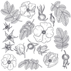 vector vintage drawing wild rose flower, buds, berry and leaves isolated at white background, hand drawn illustration, floral design elements