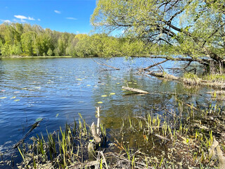 Trees on the banks of the Pekhorka River in Balashikha in April. Moscow region, Russia