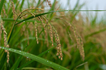 朝露に濡れる稲穂
