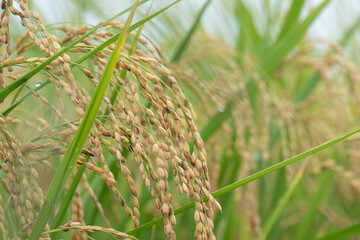 水滴きらめく稲穂