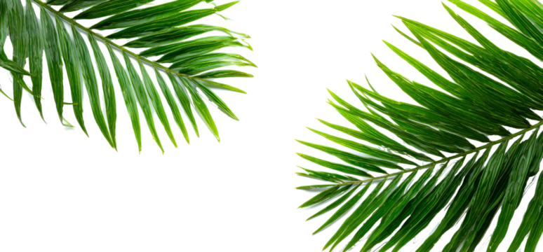 Two fresh green tropical palm leaves isolated on a white background creating a natural frame with copy space for text.