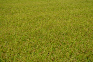 広がる稲田の秋景色