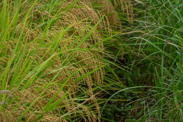 実りの稲穂と畦道の草