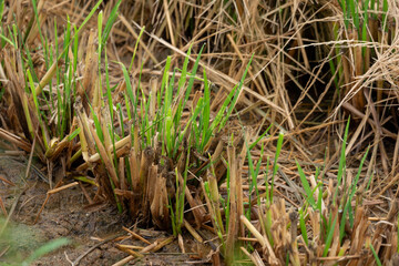 稲刈り後の切り株から芽吹く若葉